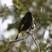 Black Siskin
